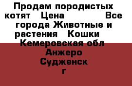 Продам породистых котят › Цена ­ 15 000 - Все города Животные и растения » Кошки   . Кемеровская обл.,Анжеро-Судженск г.